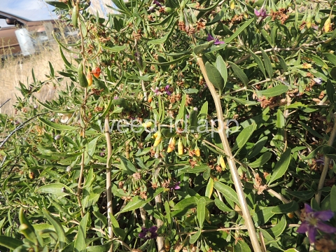 matrimonyvine